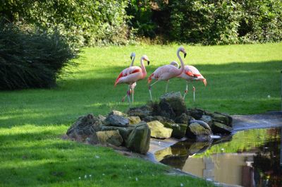 4 Bellewaerde Park flamingo's zijn op zoek naar Flammy de flamingo.