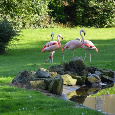 4 Bellewaerde Park flamingo's zijn op zoek naar Flammy de flamingo.