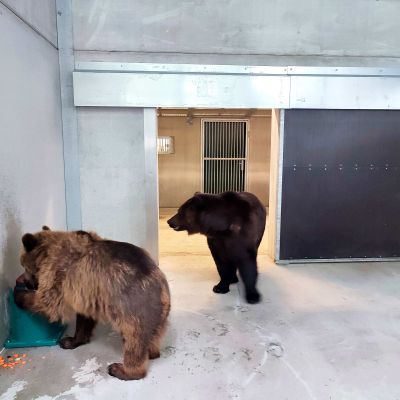 De beren verkennen samen hun nieuwe verblijf in Bellewaerde Park.
