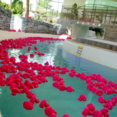 1.504 roze eendjes dobberen in de lazy river van Bellewaerde Aquapark.