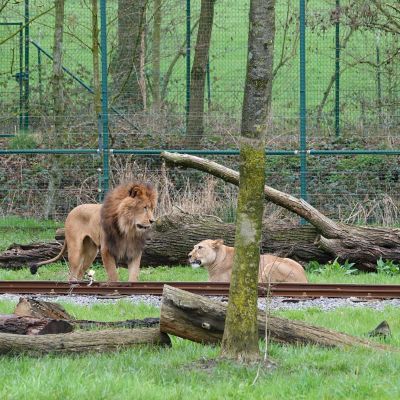 Leeuw Nestor en leeuwin Maya ontmoeten elkaar in het buitenverblijf.